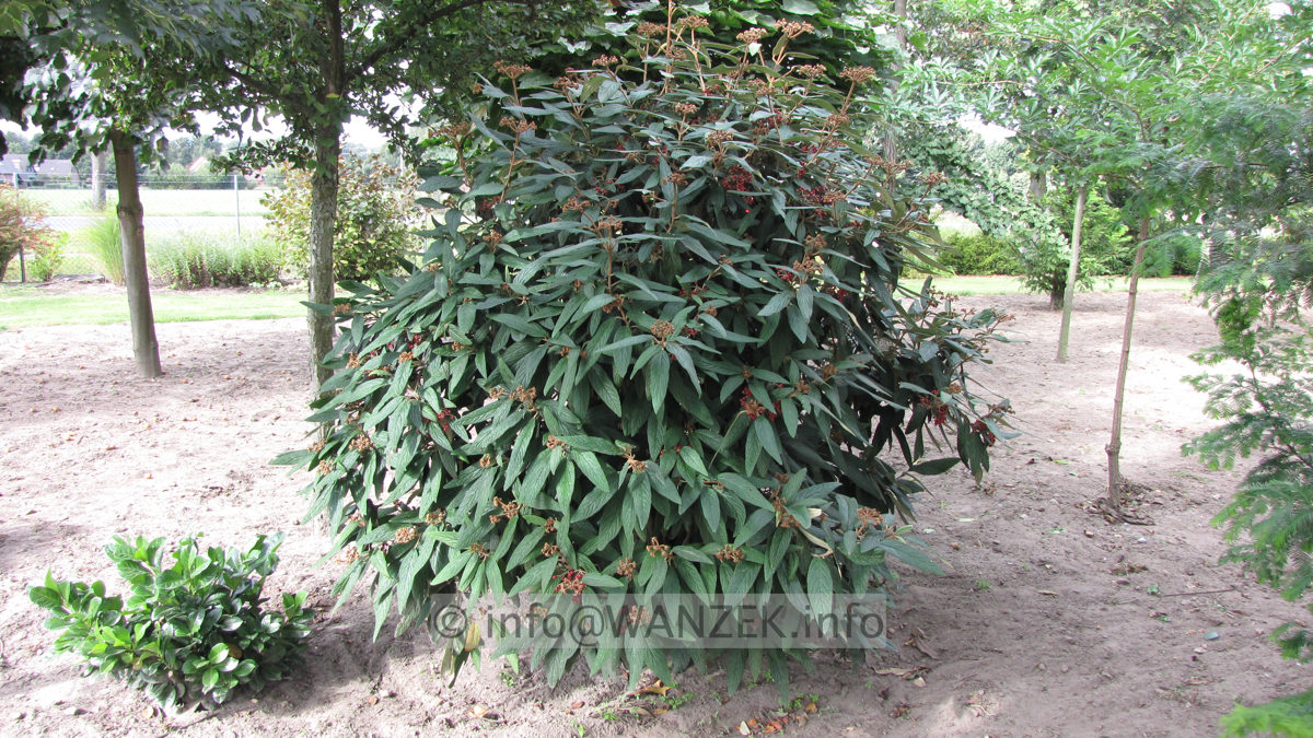 Viburnum rhytidophyllum 03 Sol 2.JPG